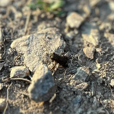 Ferienapartment Hahnenklee 1 Lägenhet