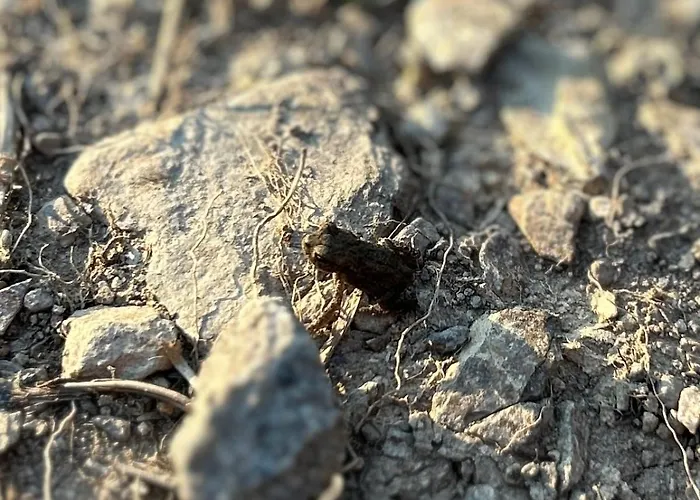 Ferienapartment Hahnenklee 1 Apartamento